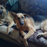 Blue Cross Animal Hospital ico