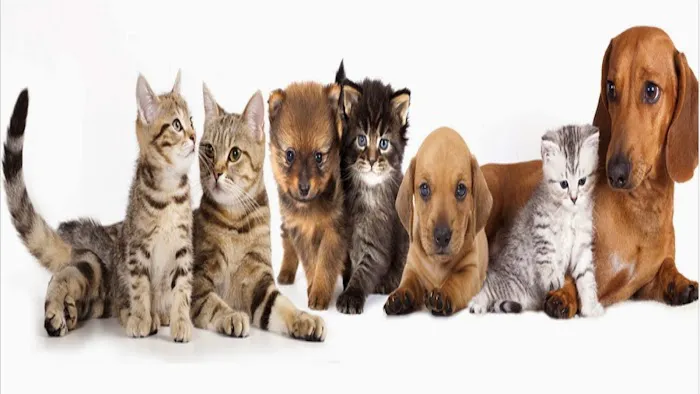 Blue Cross Animal Hospital Picture 4