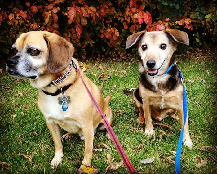 Blue Cross Animal Hospital Picture 6