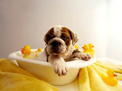 Apache Animal Hospital Picture 6