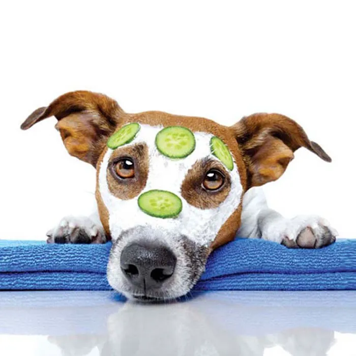 Apache Animal Hospital Picture 7