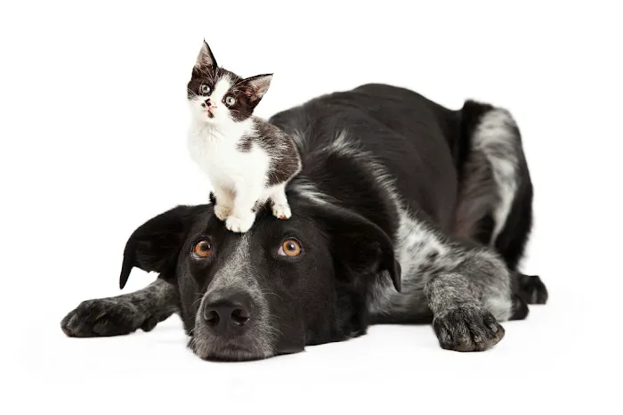 Apache Animal Hospital Picture 8
