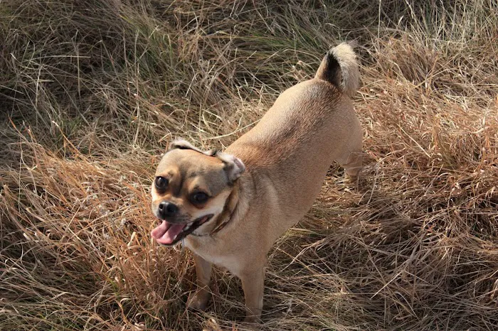 Apache Animal Hospital Picture 10