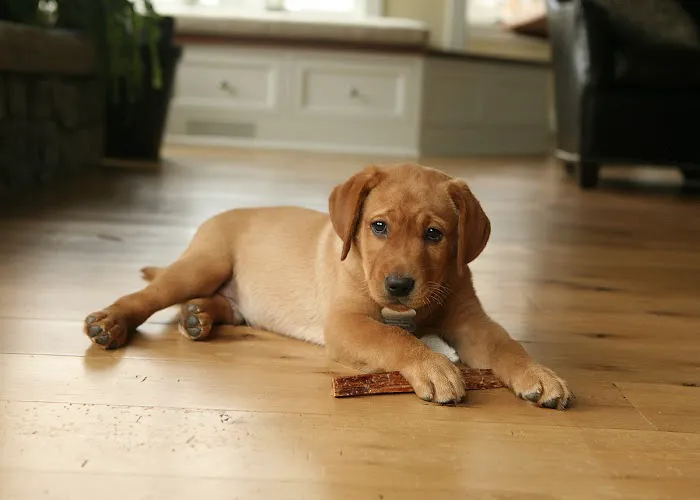 Apache Animal Hospital Picture 9