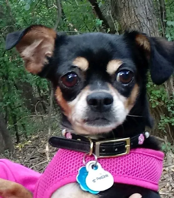 Suburban Animal Hospital Picture 9