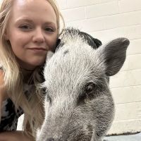Veterinary Medical Center South ico