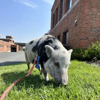 Veterinary Medical Center North–University of Minnesota ico
