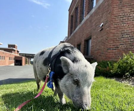 Veterinary Medical Center North–University of Minnesota