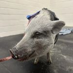 Large Animal Hospital