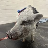 Large Animal Hospital ico
