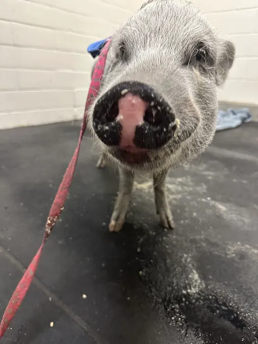 Large Animal Hospital Picture 4