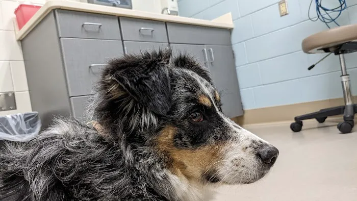 Small Animal Hospital Picture 6