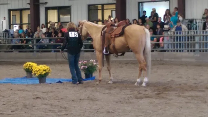Leatherdale Equine Center Picture 3