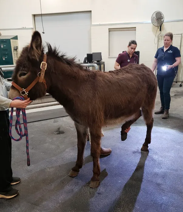 Leatherdale Equine Center Picture 7