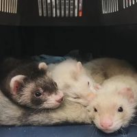 Ark Pet Hospital ico