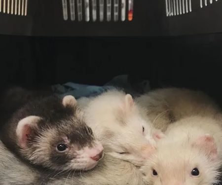 Ark Pet Hospital