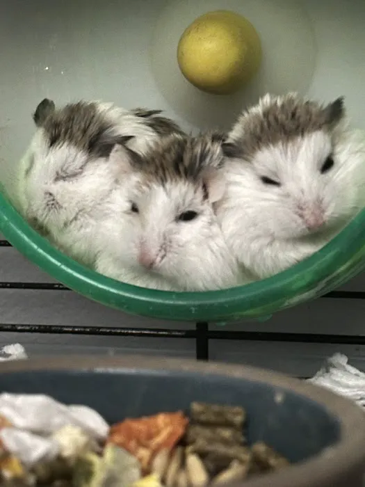 Ark Pet Hospital Picture 5