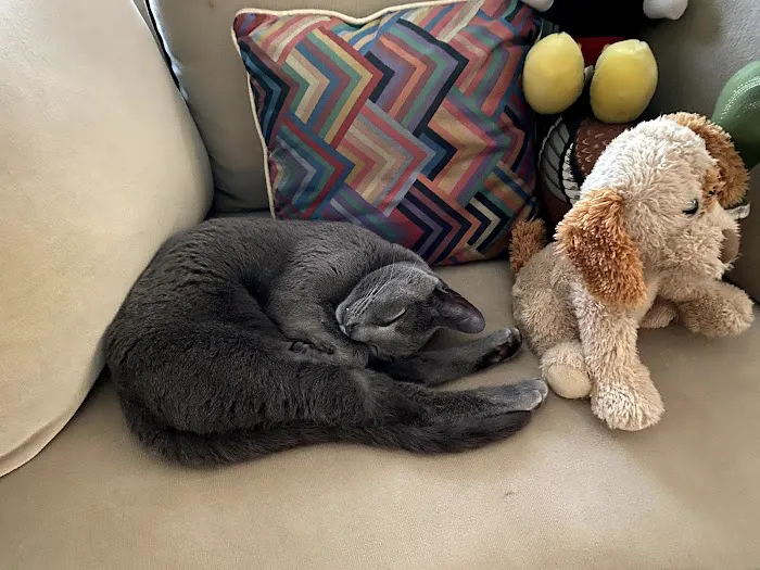 Ark Pet Hospital Picture 10