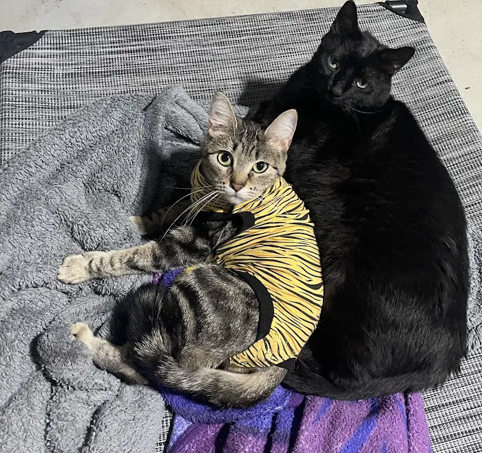 All Pets Animal Hospital Picture 1