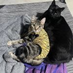 All Pets Animal Hospital