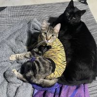 All Pets Animal Hospital ico