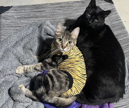 All Pets Animal Hospital