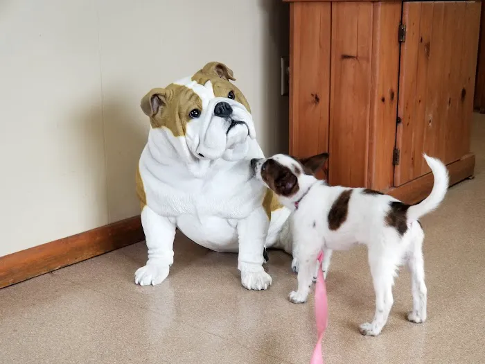 All Pets Animal Hospital Picture 3