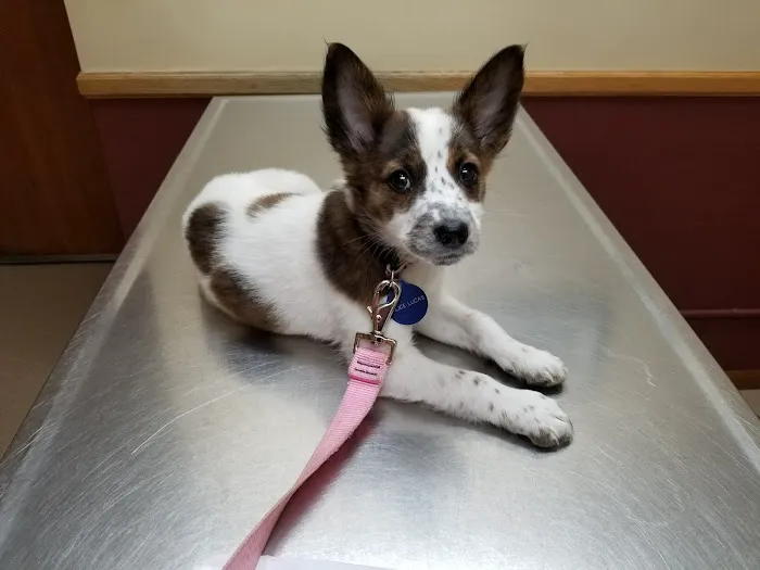 All Pets Animal Hospital Picture 4