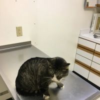 Broadway Robbinsdale Animal Hospital LTD ico