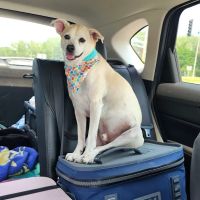 Nokomis Pet Clinic ico