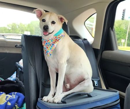 Nokomis Pet Clinic
