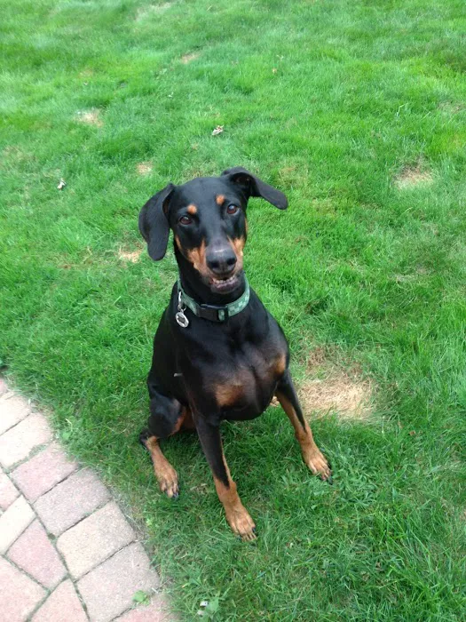 Nokomis Pet Clinic Picture 5