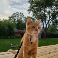 Highland Animal Hospital ico