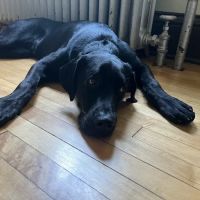 Midway Animal Hospital ico