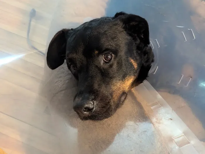 Midway Animal Hospital Picture 2