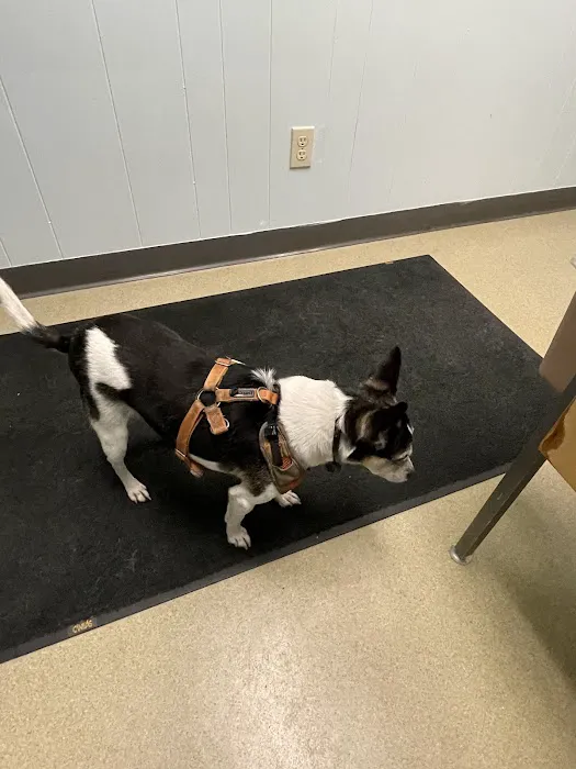 Animal Medical Clinic Picture 9