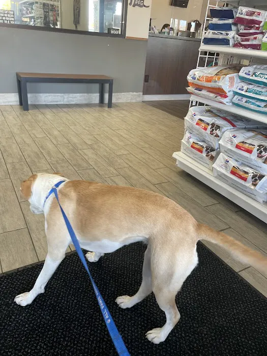 All Paws Animal Hospital Picture 2