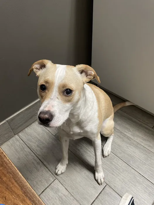 All Paws Animal Hospital Picture 6