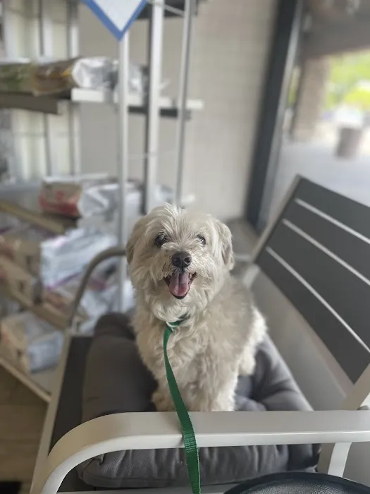 All Paws Animal Hospital Picture 8