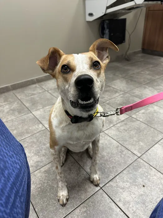 Oak Knoll Animal Hospital Picture 7