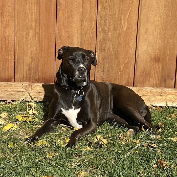 Oak Knoll Animal Hospital Picture 9