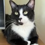 Banfield Pet Hospital