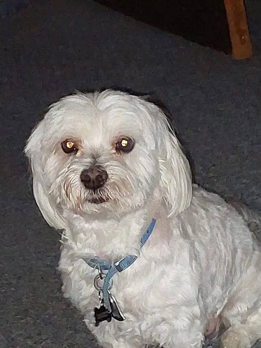 Banfield Pet Hospital Picture 10