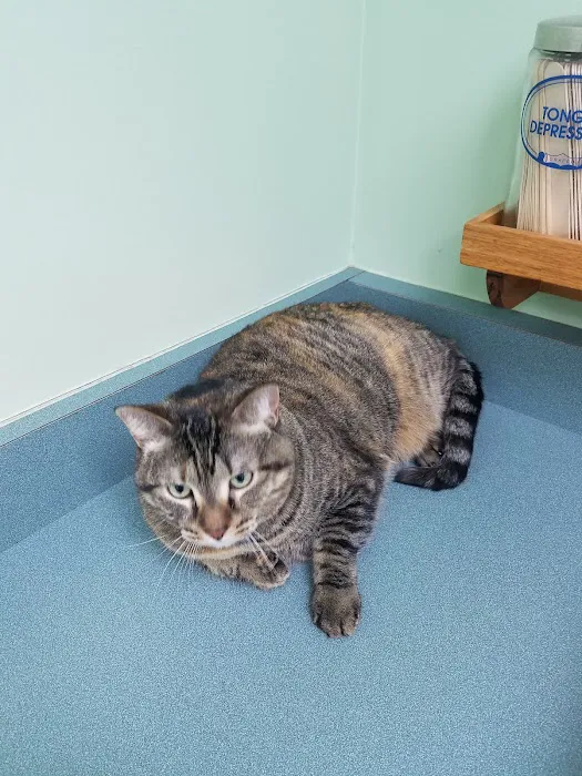 VCA Feist Animal Hospital Picture 1
