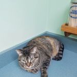 VCA Feist Animal Hospital
