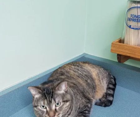 VCA Feist Animal Hospital