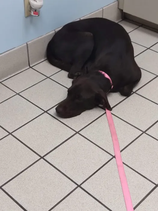 VCA Feist Animal Hospital Picture 3