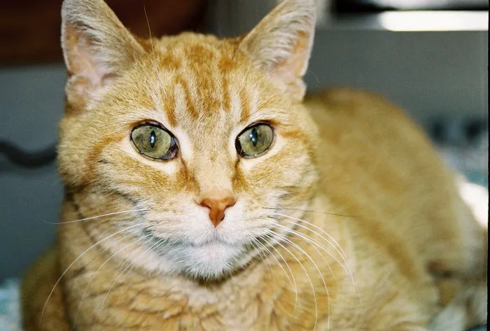 VCA Feist Animal Hospital Picture 4
