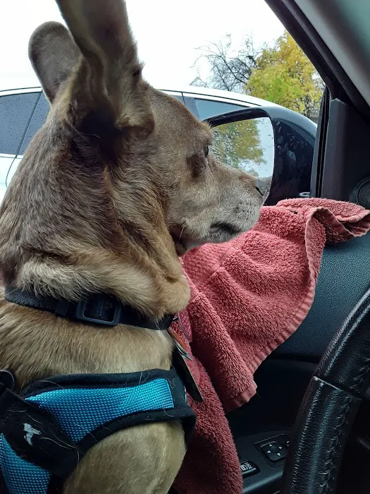 VCA Feist Animal Hospital Picture 2
