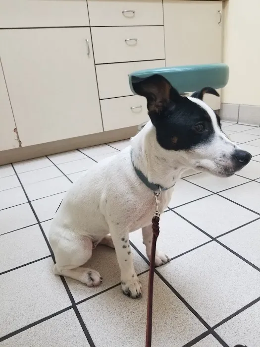 VCA Feist Animal Hospital Picture 10
